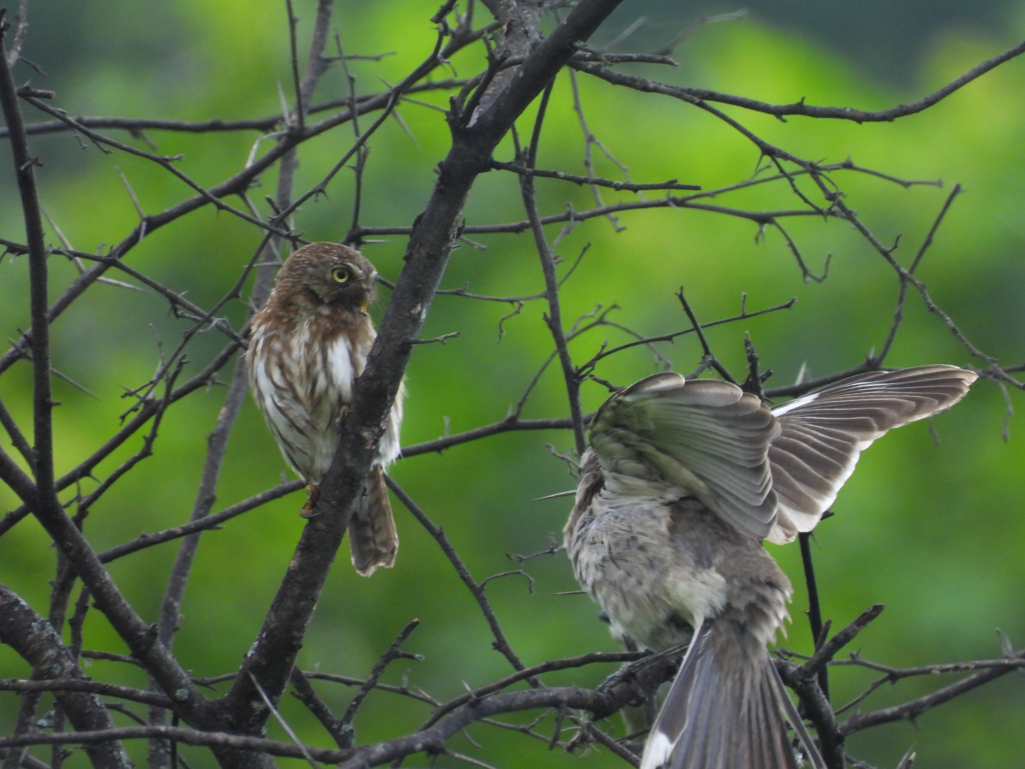 Pacific Pygmy Owl (Glaucidium peruanum), photo 3