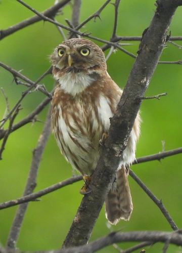 Pacific Pygmy Owl (Glaucidium peruanum), photo 2
