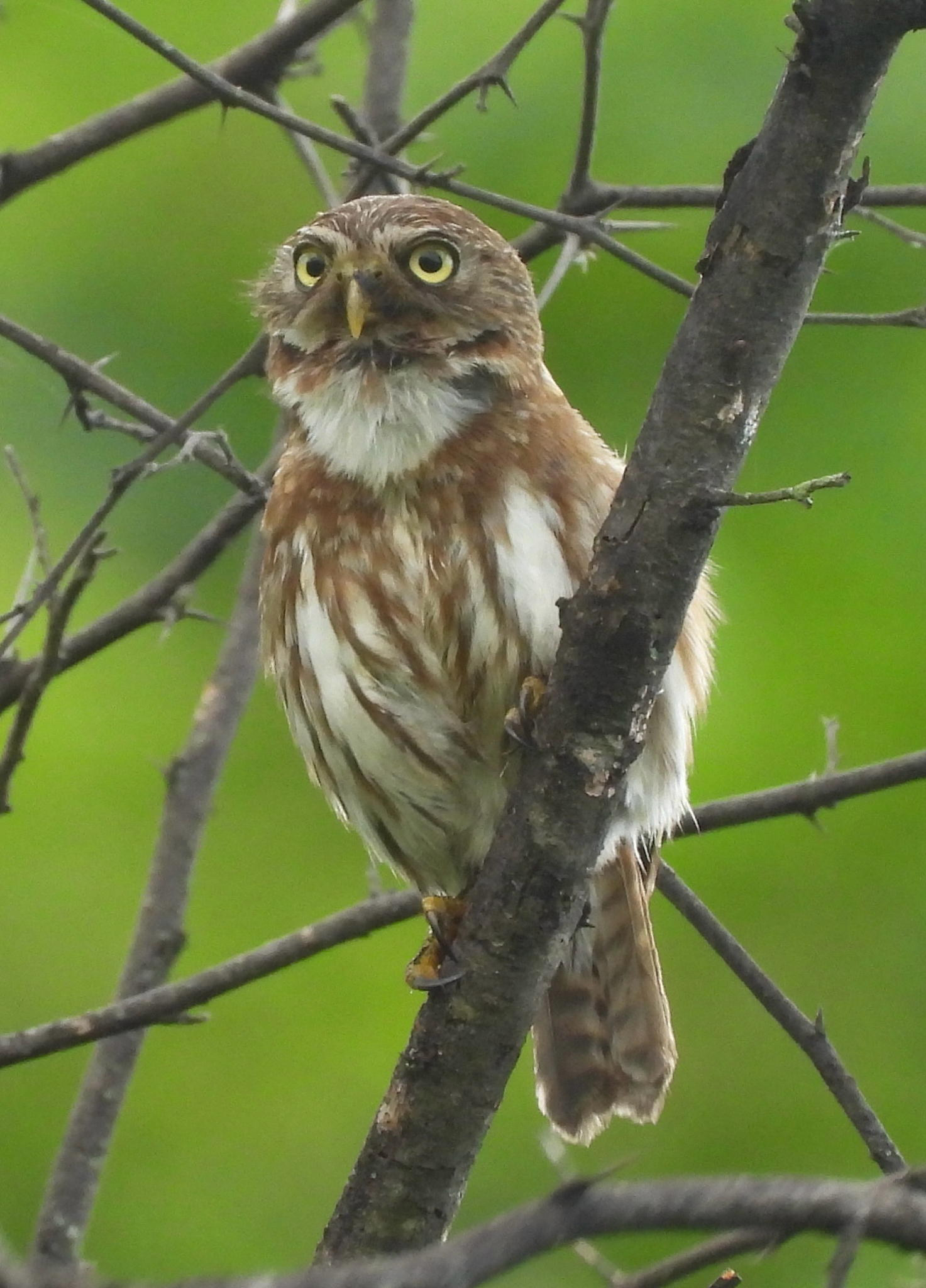 Pacific Pygmy Owl (Glaucidium peruanum), photo 2