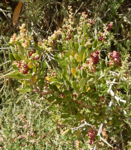 Chenopodium candolleanum (Moq.) S.Fuentes & Borsch