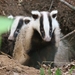 Asian Badger - Photo (c) Алина Урусова, some rights reserved (CC BY)