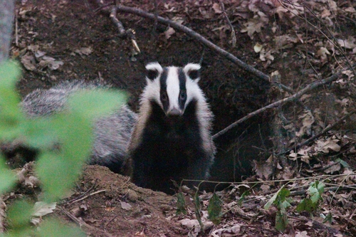 Asian Badger