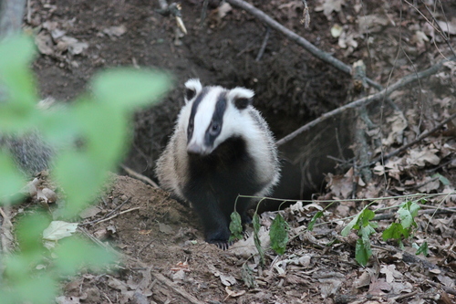 Asian Badger