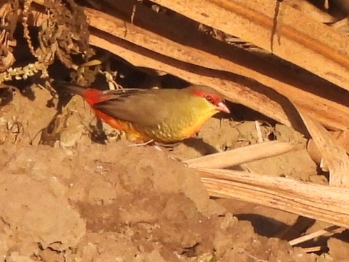 iNaturalist image