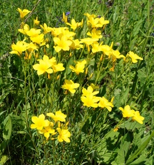 Linum flavum