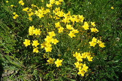 Linum flavum