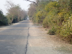 Canis aureus indicus