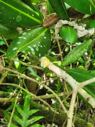 Mammea odorata observed 2026-03-04