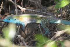 Cnemidophorus lemniscatus