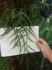 Asplenium flaccidum flaccidum