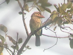 Psilopogon zeylanicus