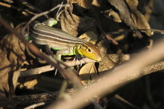 Cnemidophorus gaigei