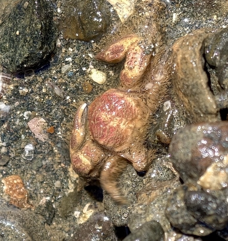 Megalobrachium poeyi