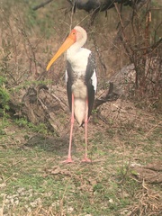 Mycteria leucocephala