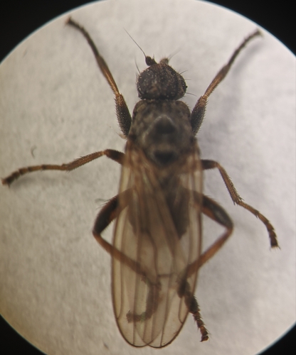Copromyza equina observed 2026-02-28