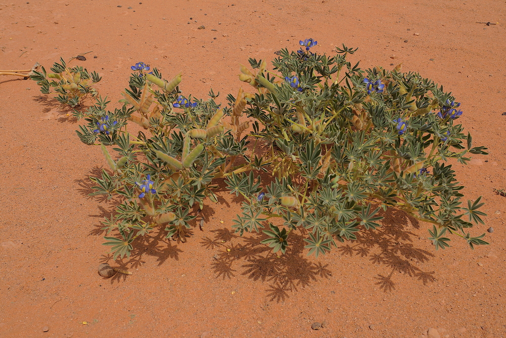 Lupinus tassilicus