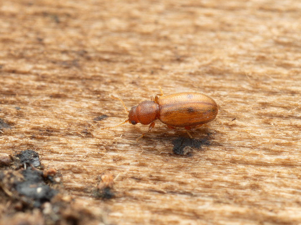 Corticaria maculosa