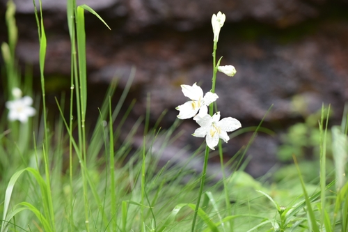 St Bruno's Lily (Paradisea liliastrum)