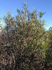 Ornithostaphylos oppositifolia