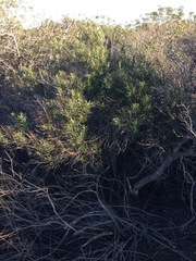Ornithostaphylos oppositifolia