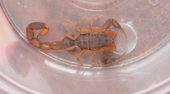 Pseudolychas ochraceus