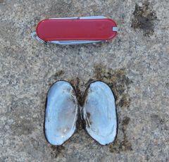 Elliptio roanokensis