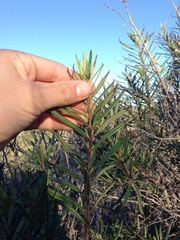Ornithostaphylos oppositifolia