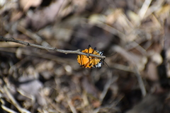 Ramosiana insignis