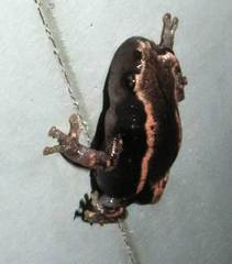 Phrynomantis bifasciatus
