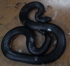 Vipera nikolskii