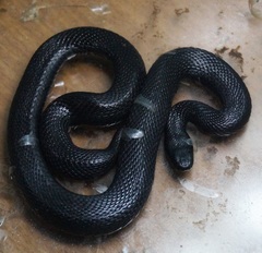 Vipera nikolskii