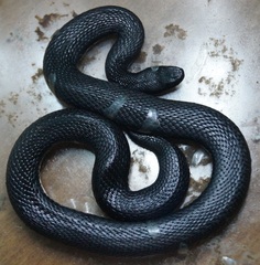 Vipera nikolskii