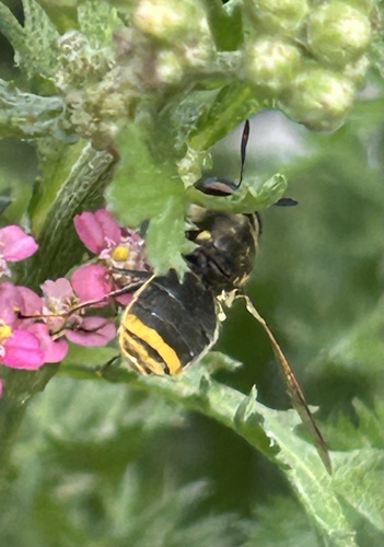Unknown species found near FM-2759, Richmond, TX, US