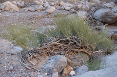 Ephedra californica