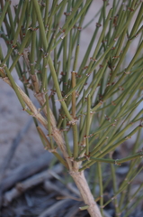 Ephedra californica