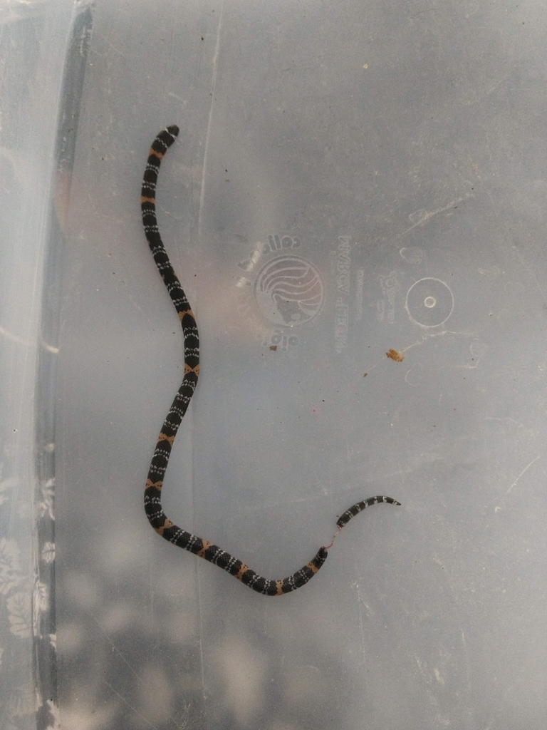 Elegant Coral Snake