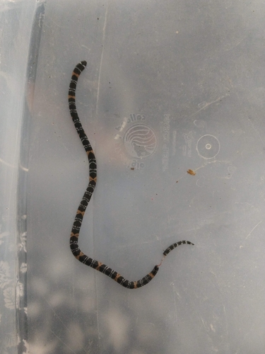 Elegant Coralsnake