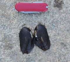 Elliptio roanokensis