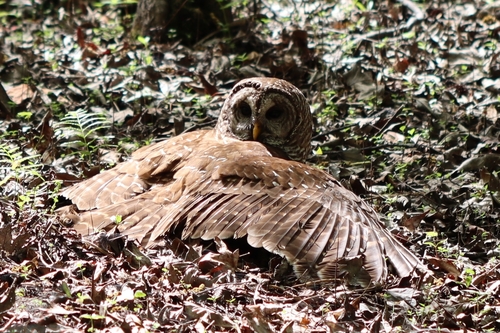 View observation of {o.common_name} on iNaturalist