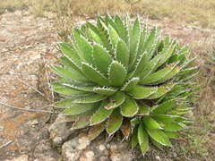 Agave horrida