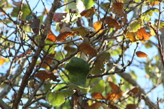 Quercus conzattii
