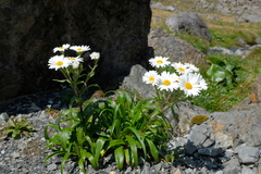 Dolichoglottis scorzoneroides