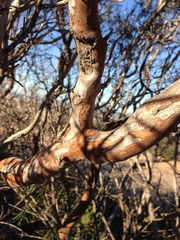 Ornithostaphylos oppositifolia