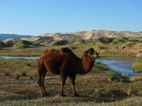 camels