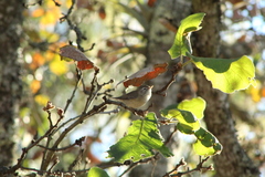 Vireo gilvus