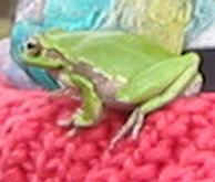 Hyla sarda