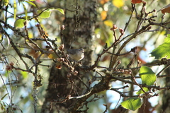 Vireo gilvus