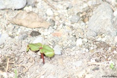 Cupido comyntas texana