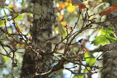 Vireo gilvus