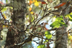 Vireo gilvus